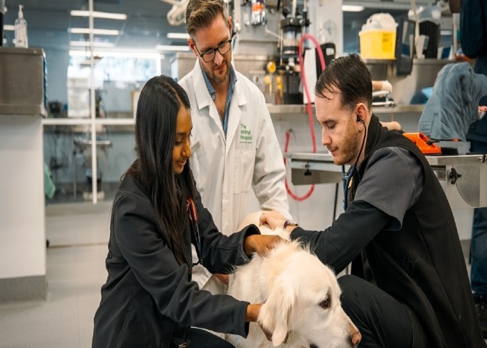 머독 대학교 Murdoch University 수의대