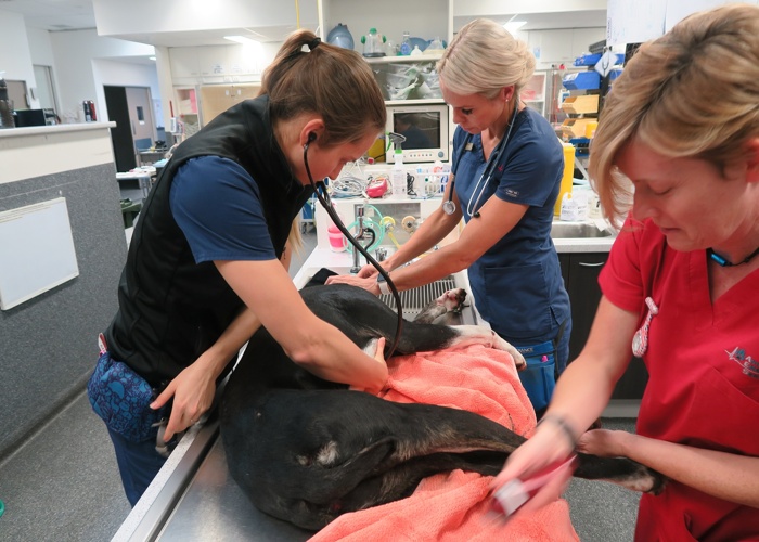 퀸즐랜드 대학교 The University of Queensland 수의대
