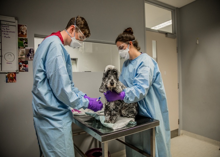 시드니 대학교 The University of Sydney 수의대