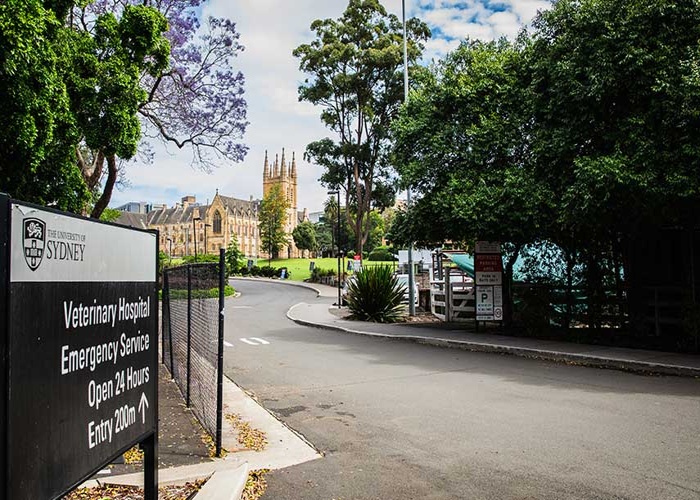 시드니 대학교 The University of Sydney 수의대3